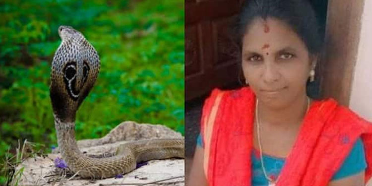 പാചകത്തിനായി വിറക് എടുക്കുന്നതിനിടെ പാമ്പുകടിയേറ്റ് വീട്ടമ്മ മരിച്ചു