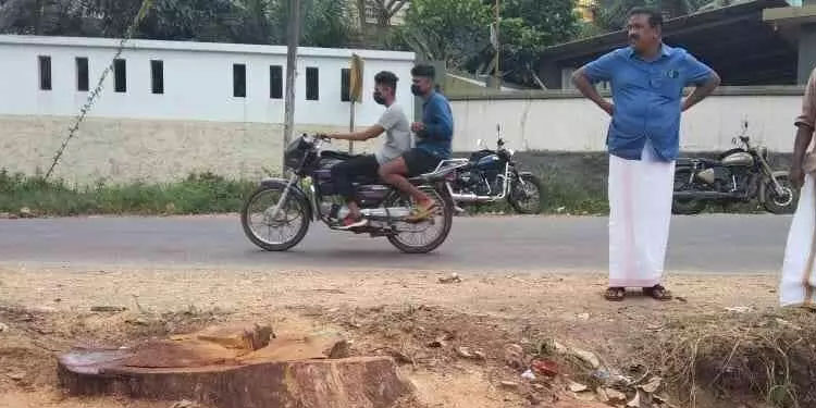 കൂനന്‍പന ജങ്ഷനിലെ കൂറ്റൻ ആഞ്ഞിലിമരം പട്ടാപ്പകൽ മുറിച്ചുകടത്തി; അധികൃതർ അറിഞ്ഞില്ല