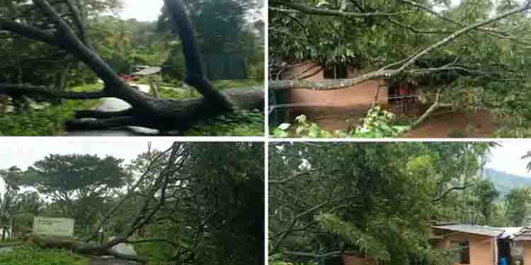 അട്ടപ്പാടിയിൽ കനത്തമഴ, മണ്ണാർക്കാട് ആനക്കട്ടി റോഡിൽ മരംവീണു, കോഴിക്കോട് താമരശേരി ചുങ്കത്തും മരം വീണു