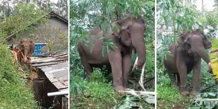 ഭീതി ഒഴിയാതെ, ആറളം ഫാമിൽ വീണ്ടും കാട്ടാന ആക്രമണം, ആട്ടിൻ കൂട് തകർച്ചു, മരങ്ങൾ പിഴുതെറിഞ്ഞു