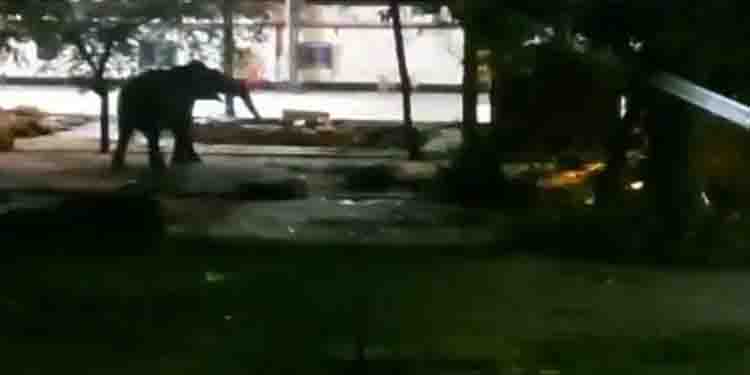 ഗുരുവായൂർ ക്ഷേത്രത്തിൽ എഴുന്നള്ളിപ്പിനിടെ ആന ഇടഞ്ഞു ; പാപ്പാനെ കുടഞ്ഞെറിഞ്ഞു