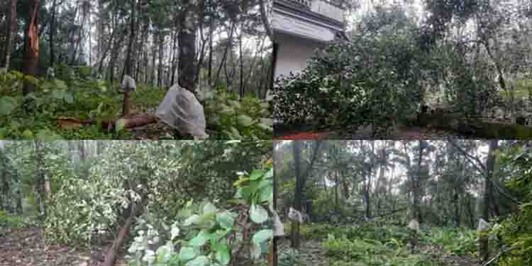 തൃശ്ശൂരിൽ അതിശക്തമായ കാറ്റ്; മരങ്ങൾ കടപുഴകി, വീടിന്റെ മേൽക്കൂര പറന്നുപോയി