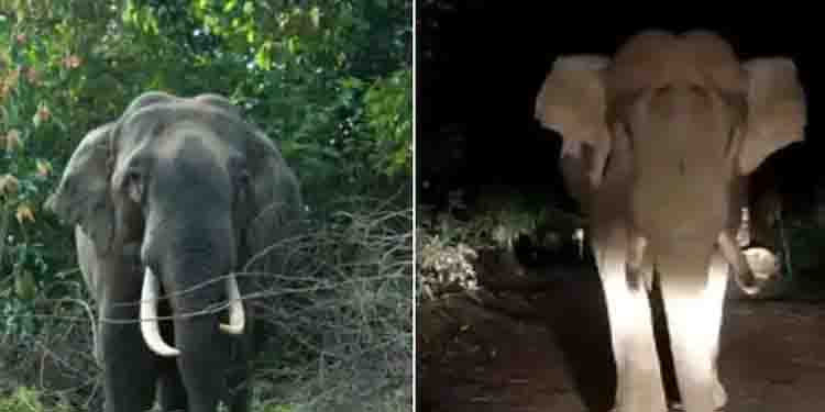 വീടിനുള്ളില്‍ കയറിവരെ ആക്രമണം, ഒന്ന് കണ്ണടയ്ക്കാന്‍ പോലുമാകുന്നില്ല ; കാട്ടാന പേടിയില്‍ വിറങ്ങലിച്ച് വയനാട്
