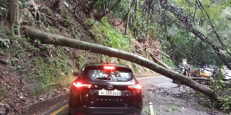 മന്ത്രിയുടെ വാഹനം പോയതിന് പിന്നാലെ താമരശ്ശേരി ചുരത്തിൽ വൻ മരം കടപുഴകി;  ഒഴിവായത് വൻ അപകടം