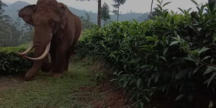 മൂന്നാര്‍ എസ്റ്റേറ്റ് മേഖലയില്‍ വീണ്ടും കാട്ടാന ആക്രമണം; തൊഴിലാളിയുടെ വീട് തകര്‍ത്തു