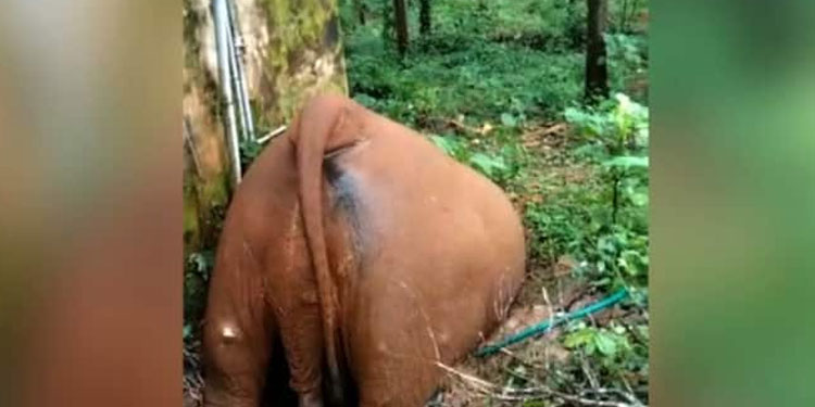 സെപ്റ്റിക് ടാങ്കിൽ വീണ് കാട്ടുകൊമ്പന്‍ ചെരിഞ്ഞു; സംഭവം തൃശ്ശൂരില്‍