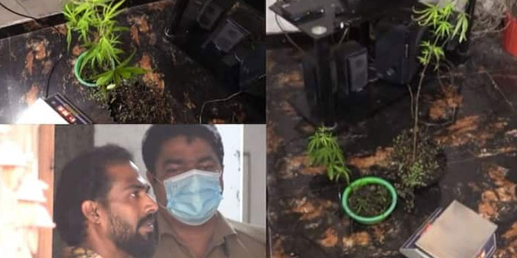 വീട്ടിനകത്ത് കഞ്ചാവ് ചെടി നട്ടു വളർത്തിയ യുവാവിനെ പൊലീസ് അറസ്റ്റ് ചെയ്തു