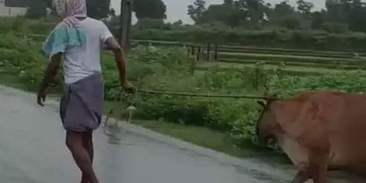 പശുവിനെ പ്രകൃതി വിരുദ്ധ പീഡനത്തിനിരയാക്കി; വിരമിച്ച സര്‍ക്കാര്‍ ഉദ്യോഗസ്ഥന്‍ അറസ്റ്റില്‍