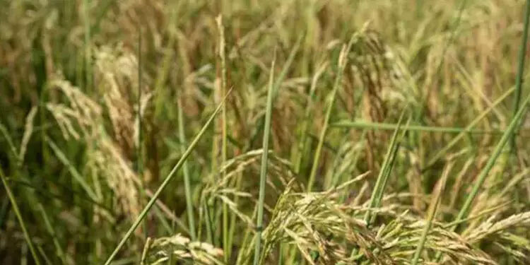 വരൾച്ച; കൃത്രിമ മഴ പെയ്യിപ്പിക്കാൻ തയ്യാറെടുത്ത് ചൈന