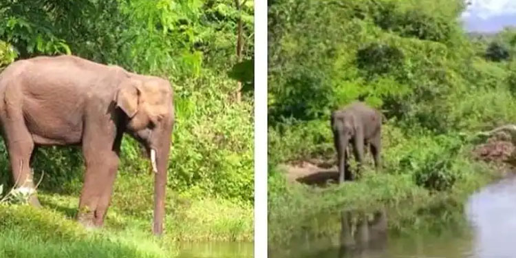 കൊല്ലം അച്ചൻകോവിലിൽ കാട്ടാന ആക്രമണം, ചെമ്പനരുവിയിൽ യുവാവിനെ കാട്ടാന ചവിട്ടിക്കൊന്നു