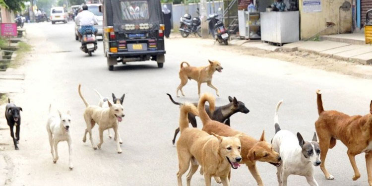 തെരുവ്നായ വന്ധ്യംകരണവും വളര്‍ത്തു നായകൾക്കുള്ള പേവിഷ പ്രതിരോധ കുത്തിവയ്പ്പും സംസ്ഥാന വ്യാപകമായി നടപ്പാക്കും