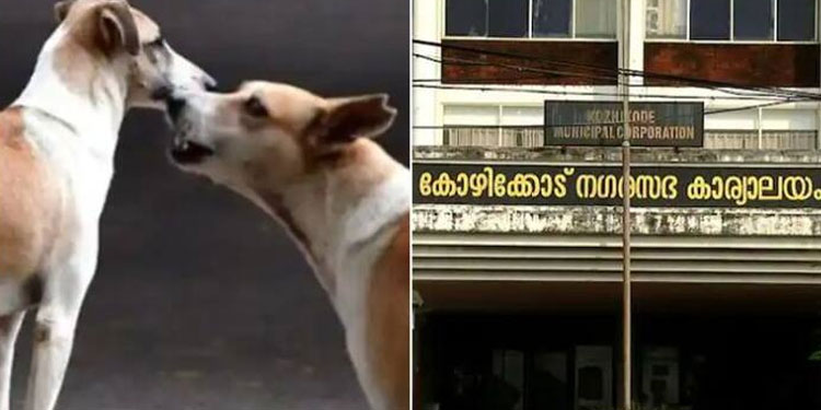 ‘കാട്ടുപന്നികളെ പോലെ നായകളെയും വെടിവച്ചുകൊല്ലണം’; അനുവാദം തേടി കേന്ദ്രത്തെ സമീപിക്കാൻ കോഴിക്കോട് കോർപ്പറേഷൻ?