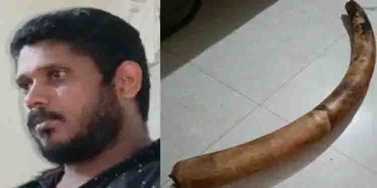 വിൽക്കാൻ ആനക്കൊമ്പുമായി വന്നയാളെ വനവകുപ്പ് പിടികൂടി