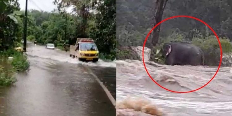 ചാലക്കുടി പുഴയിൽ ജലനിരപ്പ് ഉയർന്നു; അതിരപ്പിള്ളിയില്‍ ആന മലവെള്ളപ്പാച്ചിലില്‍ കുടുങ്ങി