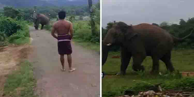 പുഴയില്‍ അകപ്പെട്ടിട്ട് മണിക്കൂറുകള്‍, തുരുത്തില്‍ കയറി ആന, രക്ഷപ്പെടാന്‍ ശ്രമം തുടരുന്നു