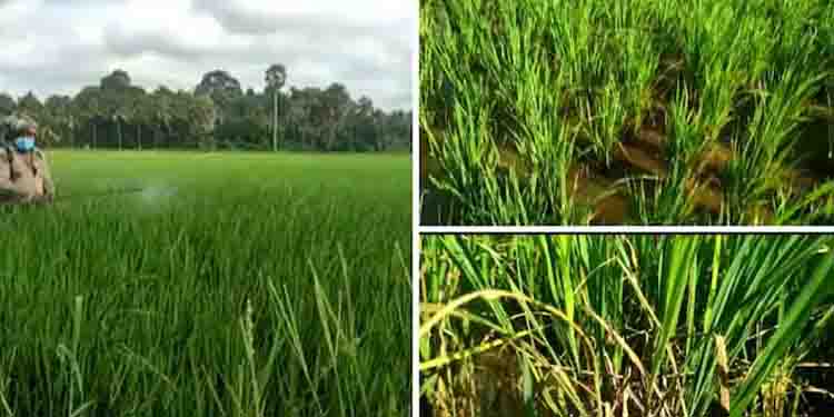 പാടശേഖരങ്ങളിൽ രോഗബാധ, ഓലകരിച്ചിലും ചിലന്തി മണ്ഡരിയും, മരുന്നടിച്ചിട്ടും ഫലമില്ലെന്ന് കർഷകർ