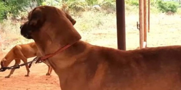 പേവിഷബാധ നിയന്ത്രിക്കാന്‍ സര്‍ക്കാര്‍; മൂന്ന് വകുപ്പുകള്‍ ചേര്‍ന്ന് കര്‍മ്മ പദ്ധതി