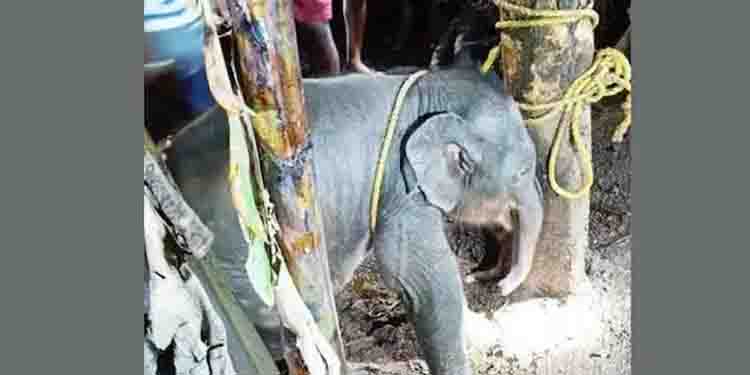 വഴിതെറ്റിയ കുട്ടിക്കൊമ്പൻ ജനവാസ കേന്ദ്രത്തിൽ ; ആനക്കൂട്ടത്തിലേക്ക് തിരിച്ചെത്തിക്കാൻ വനപാലകർ