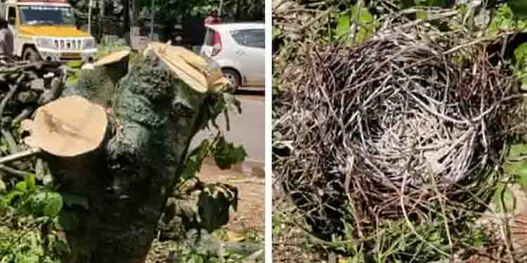 സംസ്ഥാന പാത വികസനത്തിന്‍റെ പേരിലും പക്ഷികളെ കൊന്നൊടുക്കി മരംമുറി; ഉപകരാറുകാരനെതിരെ കേസെടുത്തു