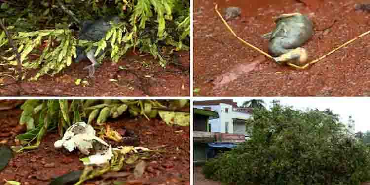 മരംമുറിച്ചതിനെ തുടർന്ന് പക്ഷികൾ ചത്ത സംഭവം; റിപ്പോർട്ട് തേടി വനം, പൊതുമരാമത്ത് മന്ത്രിമാർ, കേസ്