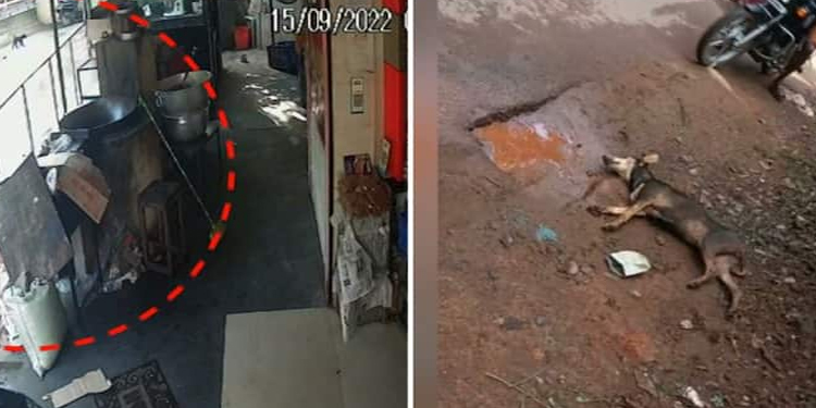 തെരുവ്നായ കുറുകേ ചാടി, ബൈക്ക് മറിഞ്ഞ് രണ്ടുപേർക്ക് പരിക്ക് , നായക്കും പരിക്ക്