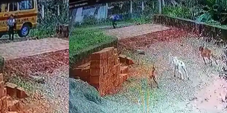 സ്കൂൾ വാനിൽ നിന്നിറങ്ങി, പിന്നാലെ പാഞ്ഞടുത്ത് മൂന്ന് നായ്ക്കൾ, രക്ഷപ്പെട്ടത് തനാരിഴയ്ക്ക്