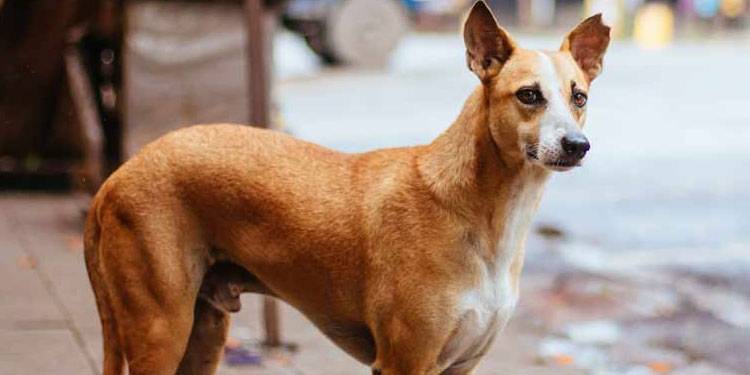 പേവിഷ പ്രതിരോധ കുത്തിവെപ്പ് നിര്‍ബന്ധം