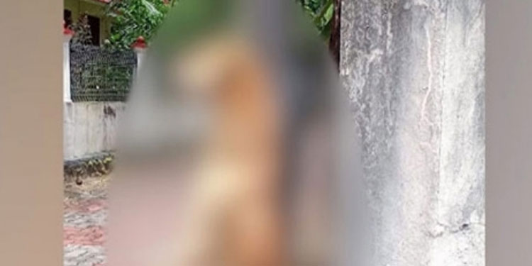 സ്ഥിരമായി ശല്യം ചെയ്തു; പെരുന്നയില്‍ തെരുവുനായയെ കെട്ടിത്തൂക്കി റീത്ത് വച്ചു