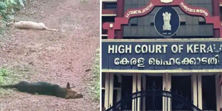 തെരുവ് നായകളെ വിഷം നൽകി കൊന്നതിൽ കേസെടുക്കണം; റിപ്പോര്‍ട്ട് തേടി ഹൈക്കോടതി