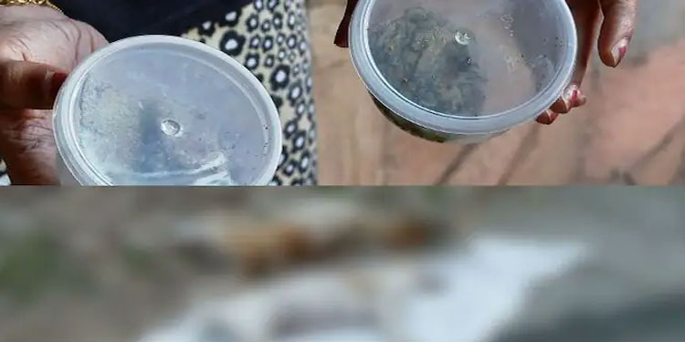 വഞ്ചിയൂരിൽ വളര്‍ത്തുനായ അടക്കം നാല് നായകൾ ചത്ത നിലയിൽ: വിഷം കൊടുത്ത് കൊന്നെന്ന് സംശയം