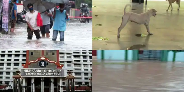 ‘മഴ പെയ്താൽ വെള്ളം കയറും, അല്ലെങ്കിൽ പട്ടി കടിക്കും എന്നതാണ് ഇപ്പോഴത്തെ അവസ്ഥ’ പരിഹാസവുമായി ഹൈക്കോടതി