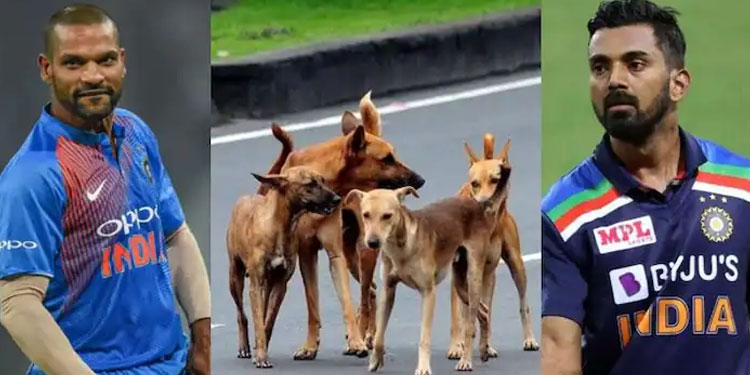 ‘ഇത് ഭയാനകം, കേരളത്തിൽ തെരുവ് നായ്ക്കളെ കൂട്ടത്തോടെ കൊല്ലുന്നു’; രാഹുലിന് പിന്നാലെ ശിഖര്‍ ധവാനും രംഗത്ത്