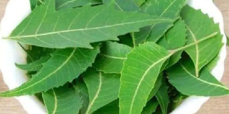 ഈ ഇലയിട്ട് വച്ചാൽ പരിപ്പ് – ധാന്യങ്ങൾ എന്നിവ ദീർഘനാൾ കേടാകാതിരിക്കും…