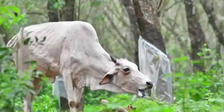 പാലക്കാട്ട് കറവപ്പശുവിന് പേവിഷബാധ