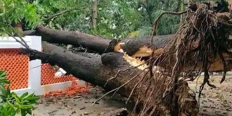 മരം മുറിക്കുന്നതിനിടെ കൂറ്റൻ തടി ദേഹത്ത് വീണു, ചേർത്തലയിൽ തൊഴിലാളിക്ക് ദാരുണാന്ത്യം