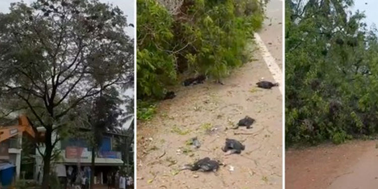 പക്ഷികളോട്‌ ക്രൂരത: നീർകാക്കകളും കുഞ്ഞുങ്ങളും ചത്ത സംഭവത്തിൽ മൂന്നുപേർ കസ്റ്റഡിയിൽ
