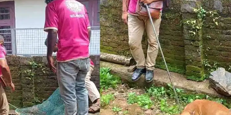 പ്രസവത്തിനിടെ തെരുവ് പട്ടിയെ അടിച്ചോടിച്ചു; പാ​തി പു​റ​ത്തു വ​ന്ന കു​ഞ്ഞു​മാ​യി അലച്ചിൽ, കുട്ടികൾ ചത്തു