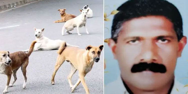 മാവേലിക്കരയിൽ നായ കുറുകെ ചാടി, സൈക്കിൾ ബാലൻസ് തെറ്റി; തറയിൽ വീണ് പരുക്കേറ്റയാൾ മരിച്ചു