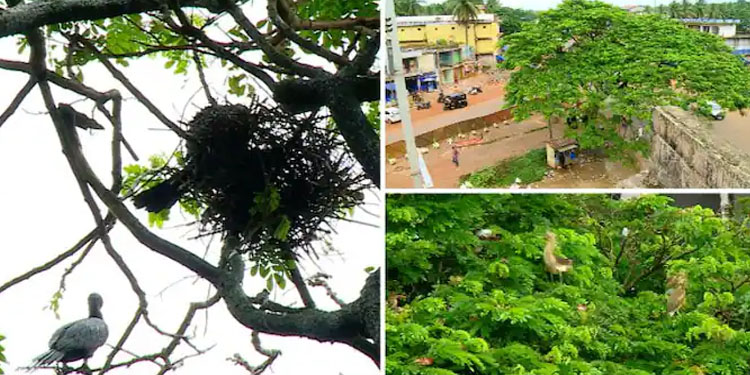 പക്ഷികളുടെ പ്രജനന കാലത്തിനുശേഷം മാത്രം മരംമുറി, ദേശീയപാത വികസന പ്രവർത്തികൾക്ക് താൽകാലിക അവധി