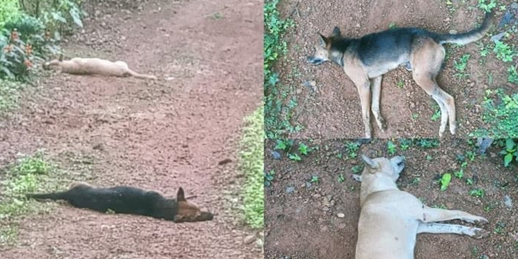 കോട്ടയത്ത് നായ്ക്കൾ കൂട്ടത്തോടെ ചത്തതിൽ അന്വേഷണം; വെള്ളൂർ പൊലീസ് കേസെടുത്തു