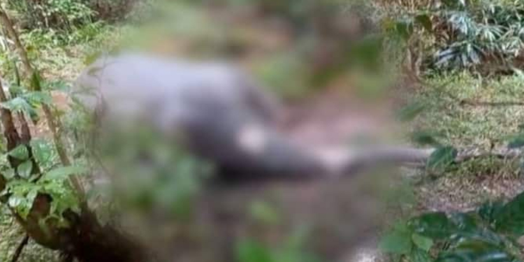 പാലക്കാട് നൊച്ചുപുളളിയിൽ ഷോക്കേറ്റ്‌ ആന ചരിഞ്ഞു, കാട്ടുപന്നിക്ക് വെച്ച കെണിയിൽ കുടുങ്ങി