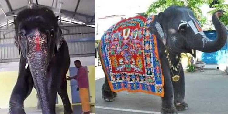 പിടിയാനയെ ചൊല്ലി അസവും തമിഴ്നാടും തമ്മിൽ തർക്കം; വാർത്തകളിൽ താരമായി ജോയ്മാല