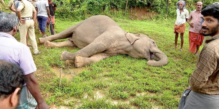 പാലക്കാട് വൈദ്യുതി കെണിയില്‍പ്പെട്ട് കാട്ടാന ചരിഞ്ഞു; വനം വകുപ്പ് അന്വേഷണം ആരംഭിച്ചു