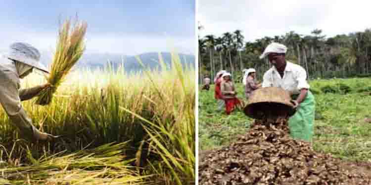 കൊയ്ത്ത് തുടങ്ങി, നെല്ലെടുക്കാൻ നടപടയില്ല,വിലയിടിഞ്ഞു, ഇഞ്ചി കർഷകർ ദുരിതത്തിൽ
