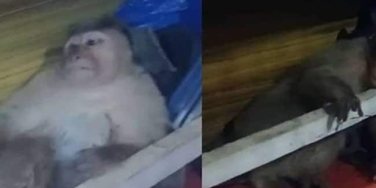 ഇടുക്കിയിൽ ആക്രമിക്കപ്പെട്ട നിലയിൽ കുരങ്ങൻ വീടിനുള്ളിൽ, ഗുരുതരപരിക്ക്, സഹായവുമായി നാട്ടുകാര്‍