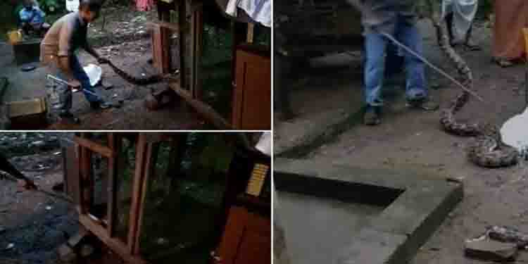 മലവെള്ളപ്പാച്ചിലിൽ കൊച്ചിയിലെ കോഴിക്കൂട്ടിൽ കൂറ്റൻ പെരുമ്പാമ്പ്; 2 കോഴികളെ അകത്താക്കി അനങ്ങാനായില്ല, പിടികൂടി