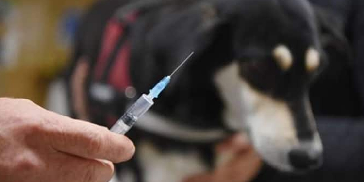 ഇന്ന് ലോക റാബിസ് ദിനം; വളര്‍ത്ത് മൃഗങ്ങള്‍ കടിച്ചാല്‍ ചെയ്യേണ്ടതെന്ത് ?