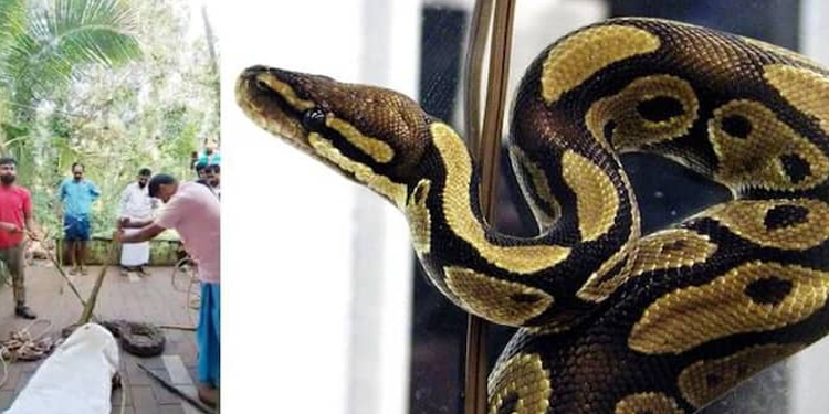 11 കോഴികളെ അകത്താക്കിയ പെരുമ്പാമ്പ് പിടിയിൽ, ഭീമന്റെ ഭാരം 50 കിലോയിലധികം