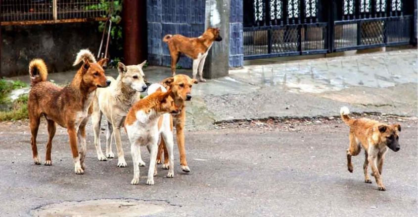 6 മണിക്കൂറില്‍ കടിച്ചത് 26 പേരെ; പാലക്കാട്ട് ഭീതി പടര്‍ത്തി തെരുവ് നായ്ക്കളുടെ വിളയാട്ടം