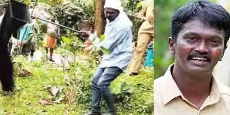വനം വകുപ്പ് നിയമങ്ങള്‍ പാലിച്ച് രാജവെമ്പാലയെ പിടിച്ച് വാവ സുരേഷ്